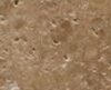 Kiruan-Golden-Brown2